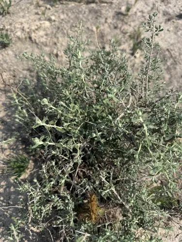 Escobilla Butterflybush
