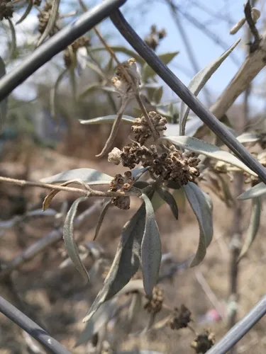 Rio Grande Butterflybush