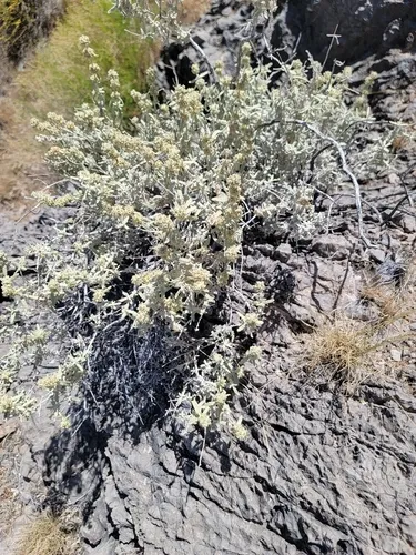 Utah Butterflybush