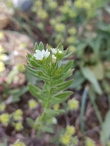 Corn Gromwell — photo by Roland Godon