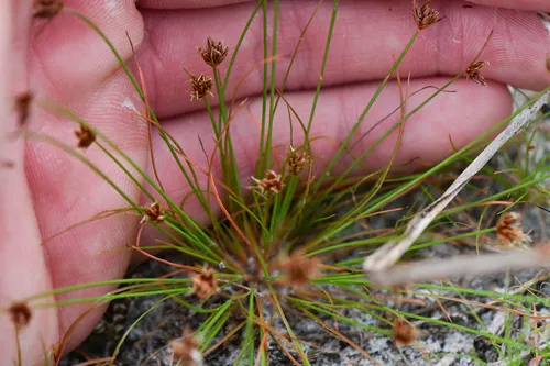 Watergrass — photo by Zachary Lang