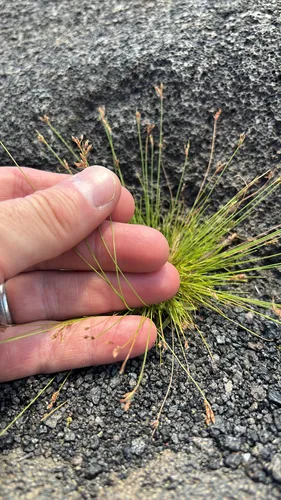 Densetuft Hairsedge