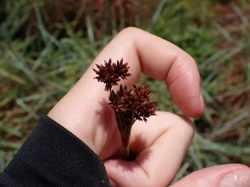 Caribbean Hairsedge