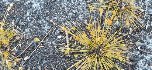 Sandy Field Hairsedge — photo by Joey Santore