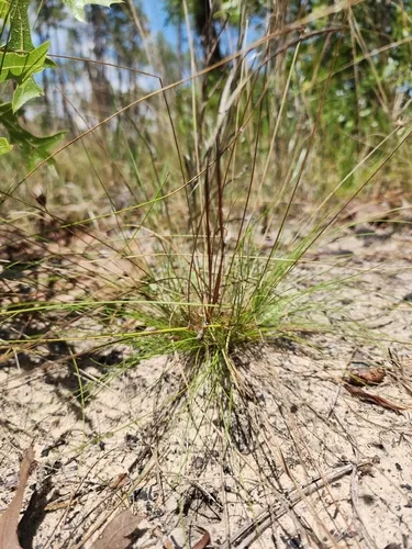 Ware's Hairsedge — photo by dakoda