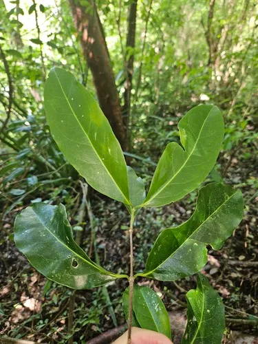 Woodland Coffee