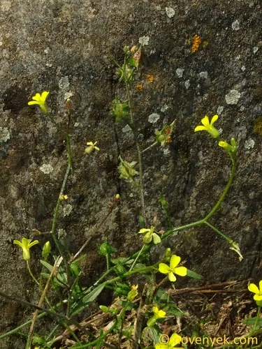 Crested Wartycabbage