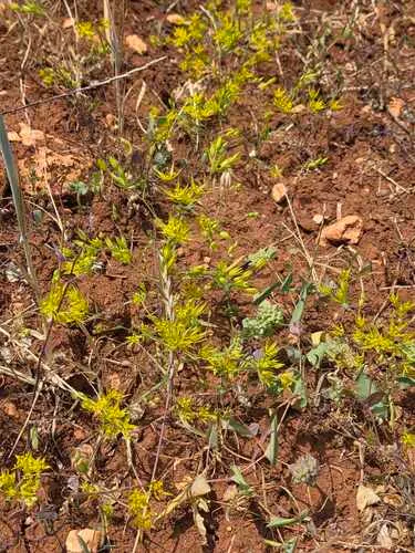 Narrowleaf Thorow Wax