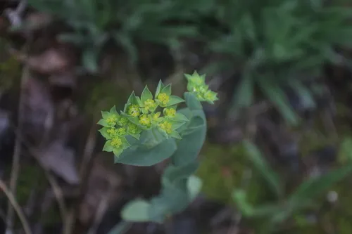 Hare's Ear