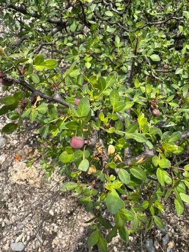 Fragrant Bursera