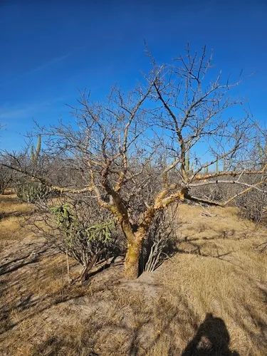 Elephant Tree