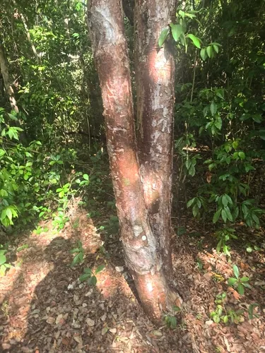 Gumbo Limbo