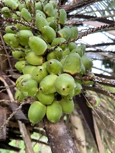 South American Jelly Palm — photo by B. Phalan