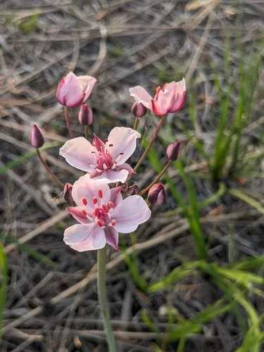 Flowering Rush — photo by Miklós Rapala