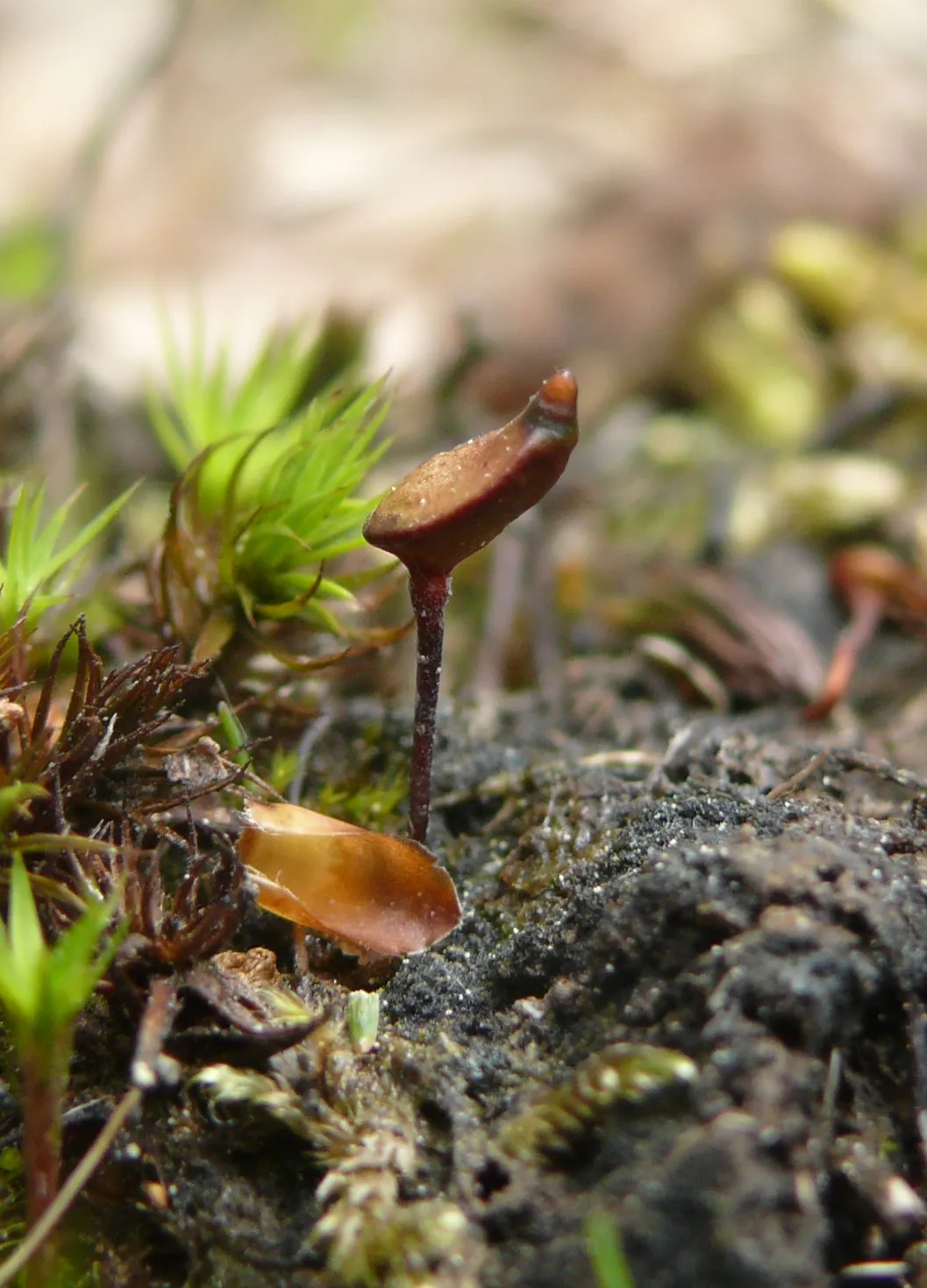 Buxbaumia Moss — photo by Bernd Haynold