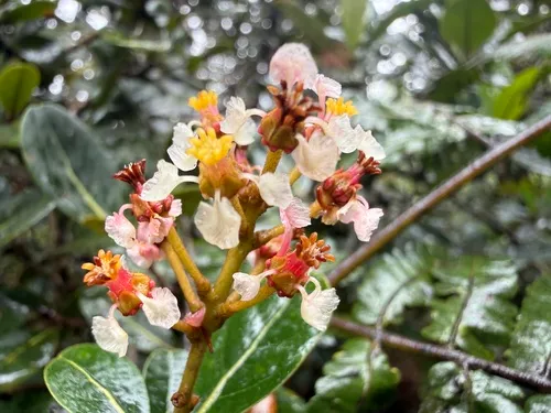 Almendrillo