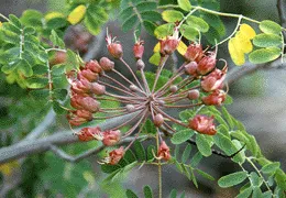 Uhiuhi