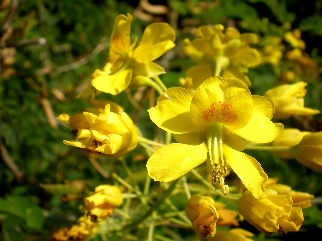 Mexican Holdback — photo by Consultaplantas