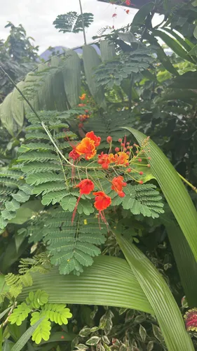 Pride-of-Barbados — photo by Katie Kriz