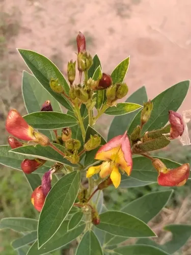 Pigeonpea — photo by Ray Brown