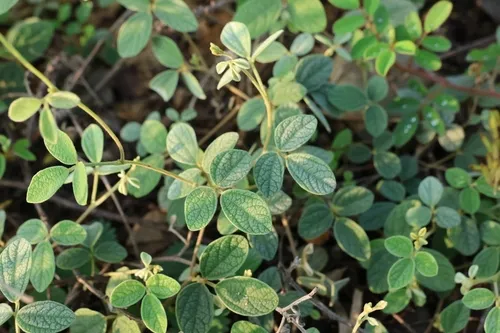 Showy Pigeonpea