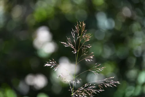 Bolander's Reedgrass