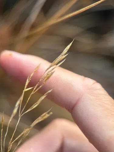 Cain's Reedgrass