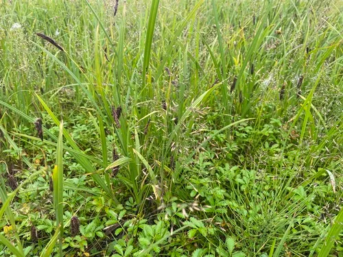 Circumpolar Reedgrass