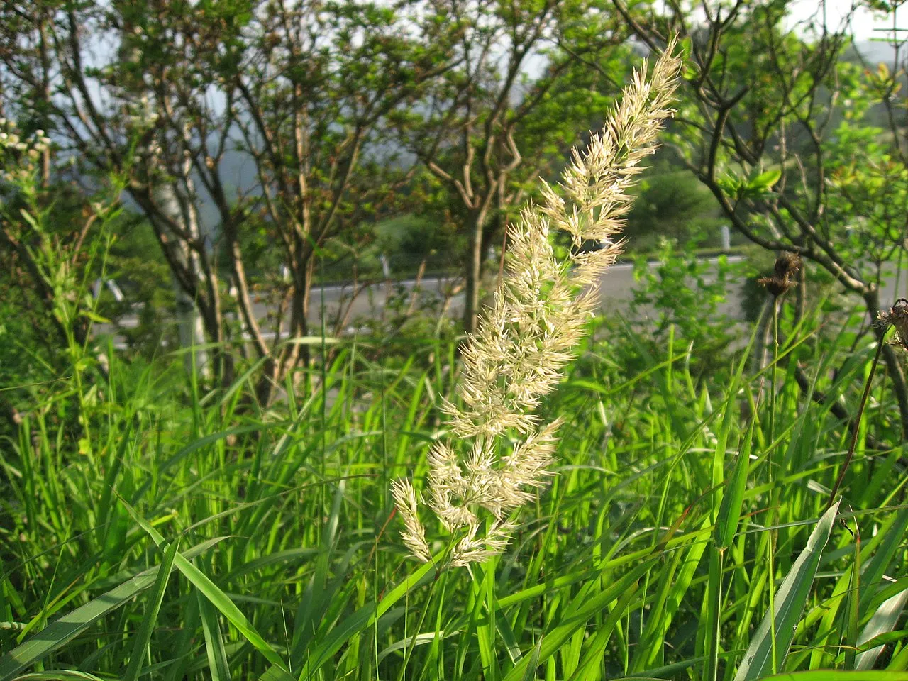 Chee Reedgrass — photo by Qwert1234