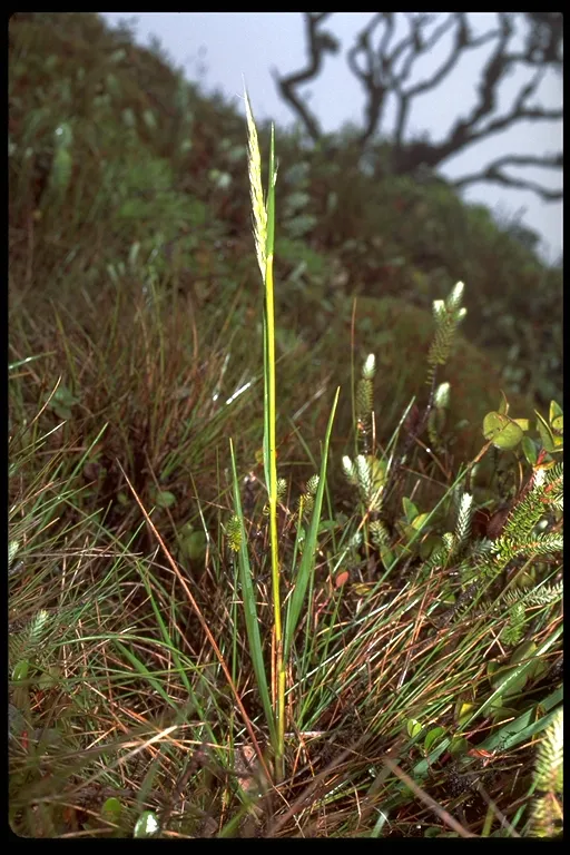 Hillegrand's Reedgrass