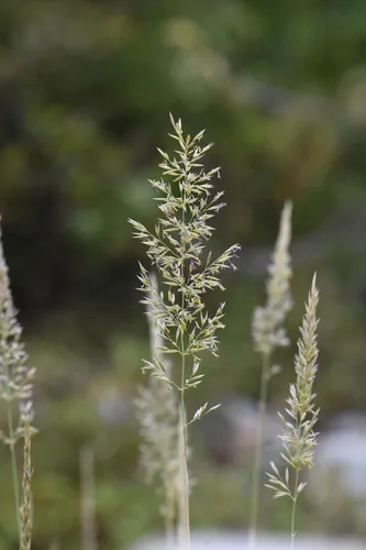 Fire Reedgrass