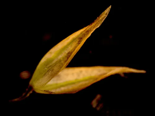 Lapland Reedgrass — photo by Julia V. Shner