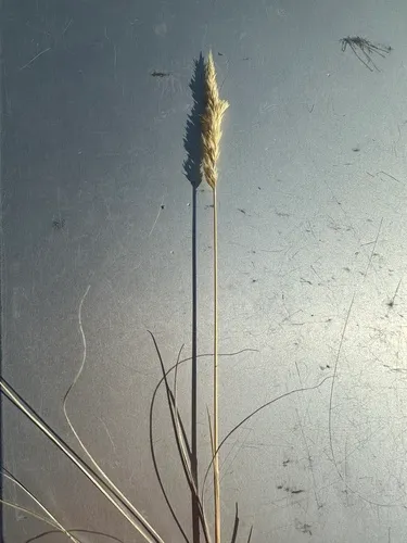 Plains Reedgrass — photo by Katherine Johnson