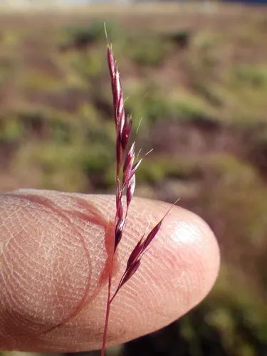 Muir's Reedgrass — photo by Matt Lavin