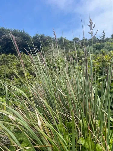 Pacific Reedgrass — photo by Susan Fawcett
