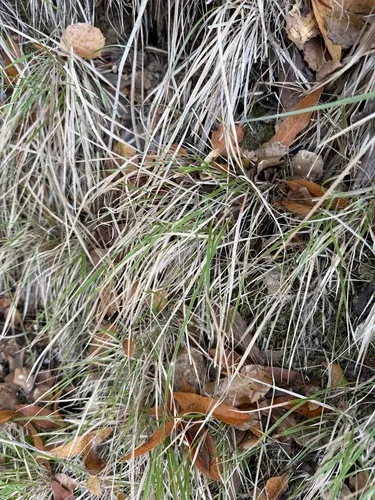 Pinegrass — photo by emmashelton