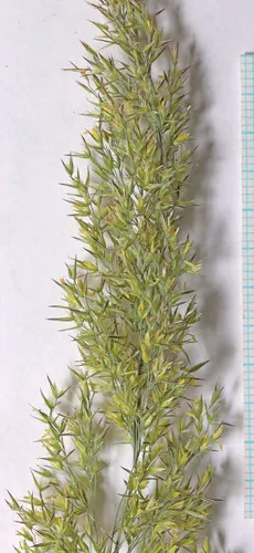 Ditch Reedgrass