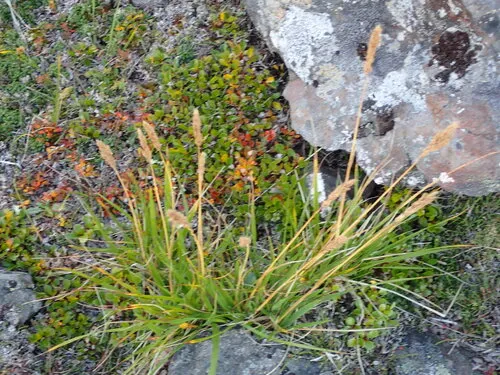 One And A Half Flower Reedgrass — photo by Оlga Сhernyagina