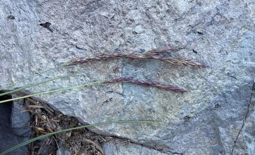 Tacoma Reedgrass — photo by Peter Zika