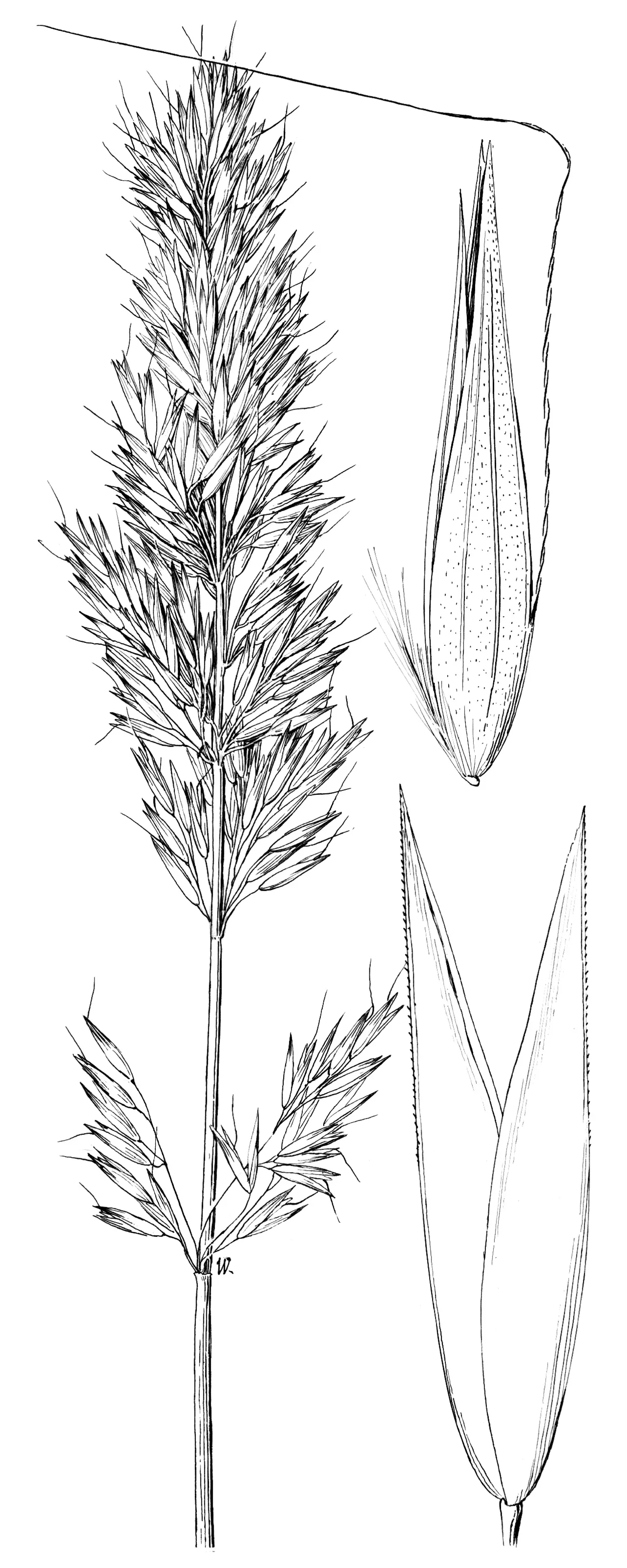 Tweedy's Reedgrass — photo by Edna May Whitehorn (illustrator)