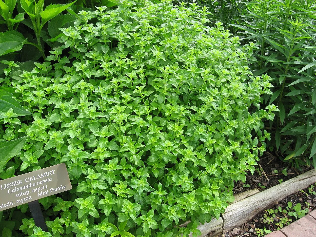 Lesser Calamint (subsp. nepeta) — photo by Chhe ( talk )