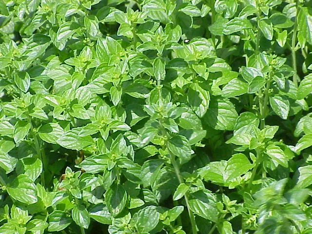 Lesser Calamint