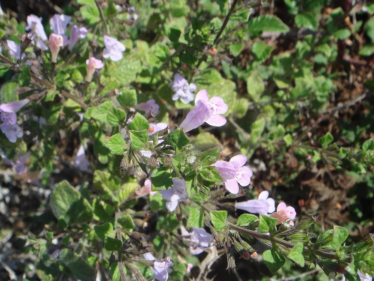 Woodland Calamint — photo by Xemenendura