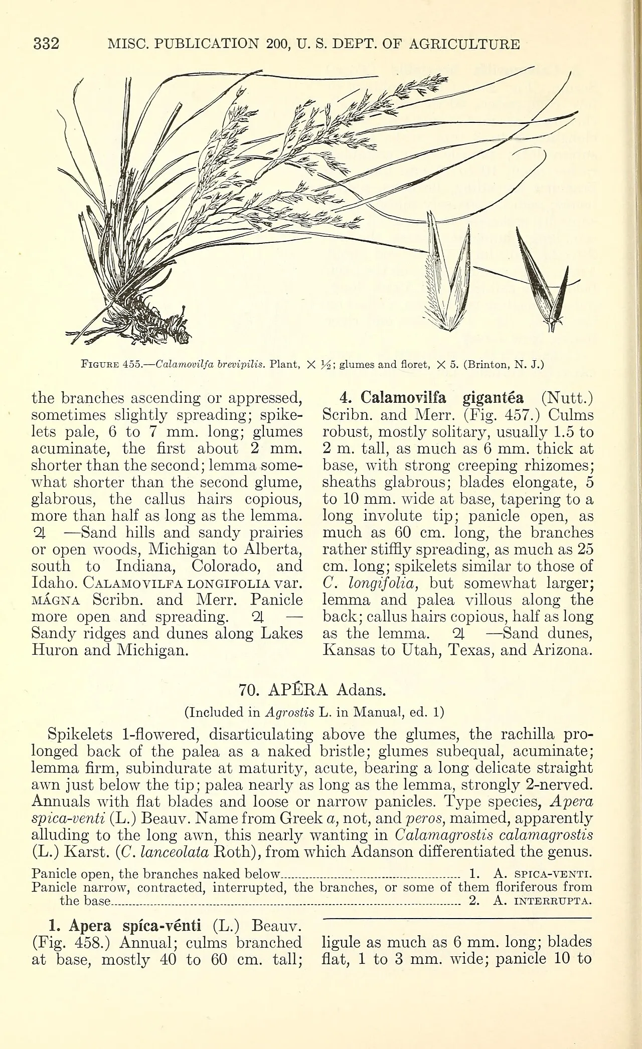 Pine Barren Sandreed