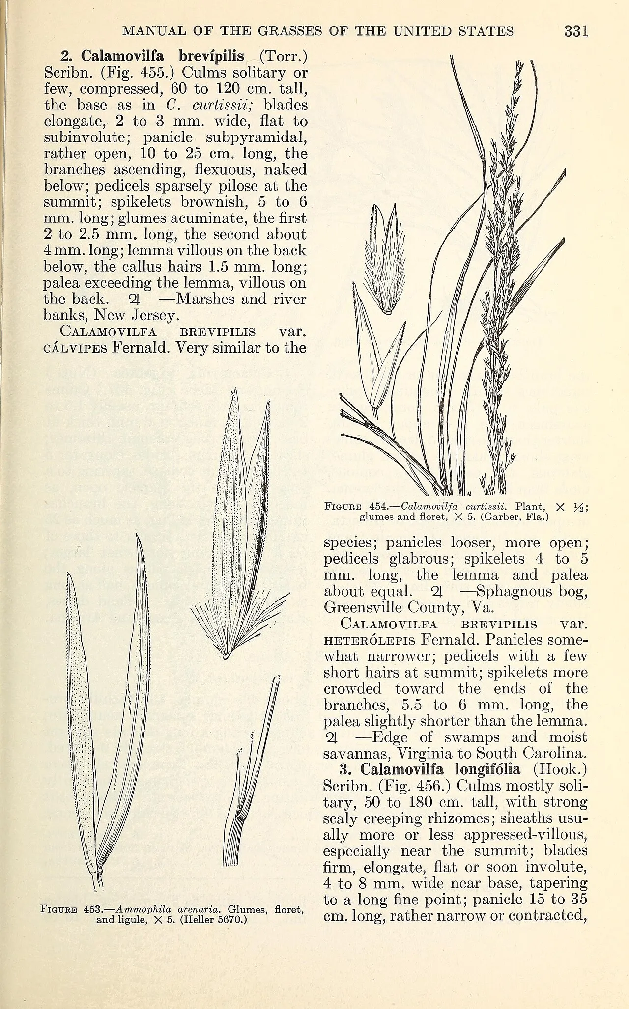 Florida Sandreed