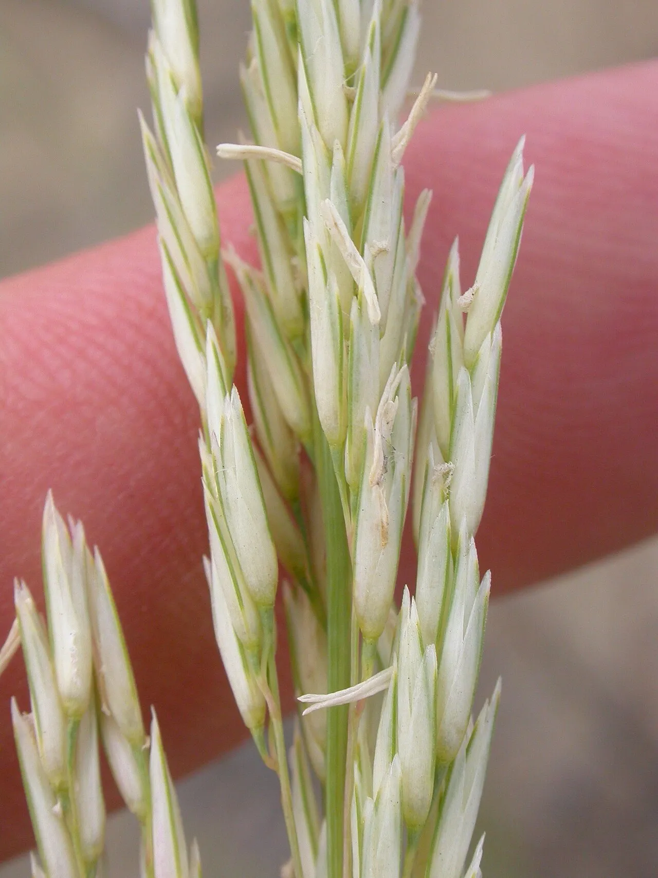 Prairie Sandreed