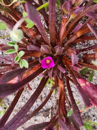 Fringed Redmaids