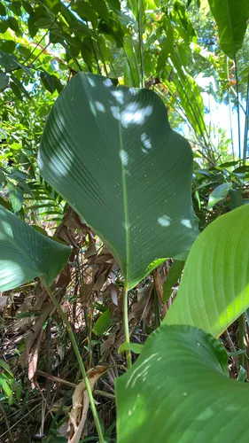 Pampano