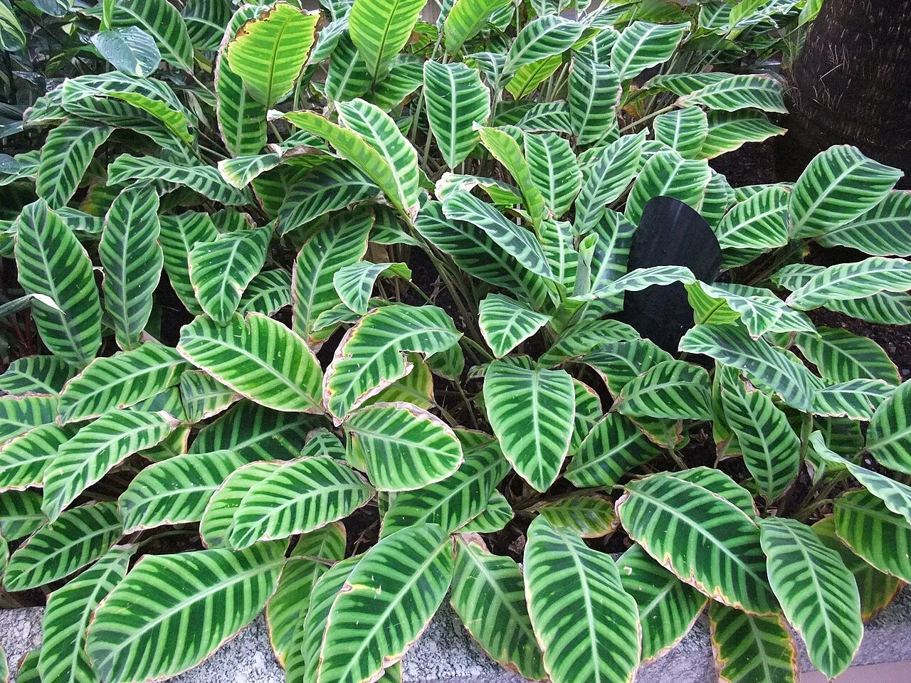 Zebraplant