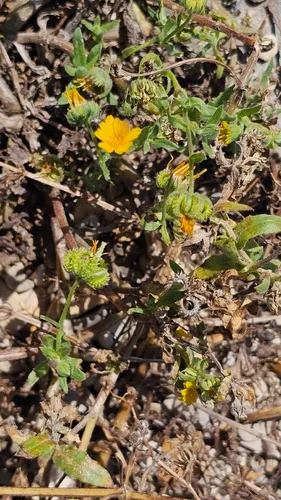 Field Marigold — photo by Maurice Hoffmann